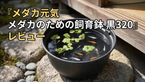 メダカ元気メダカのための飼育鉢黒320レビュー！メリットとデメリットを解説