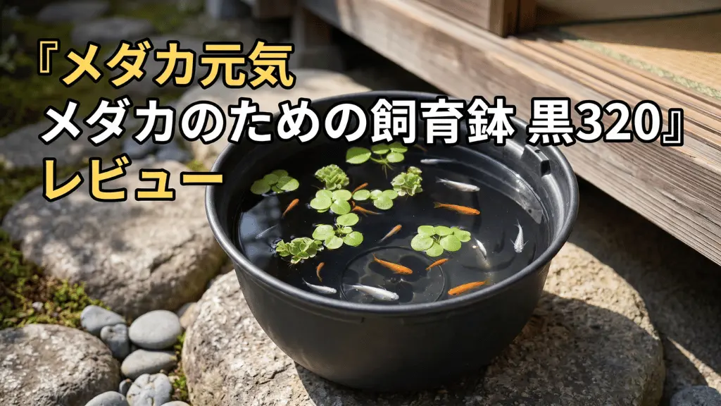 メダカ元気メダカのための飼育鉢黒320レビュー！メリットとデメリットを解説