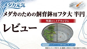 メダカ元気メダカのための飼育鉢用フタ大半円レビュー！メリットとデメリットを解説