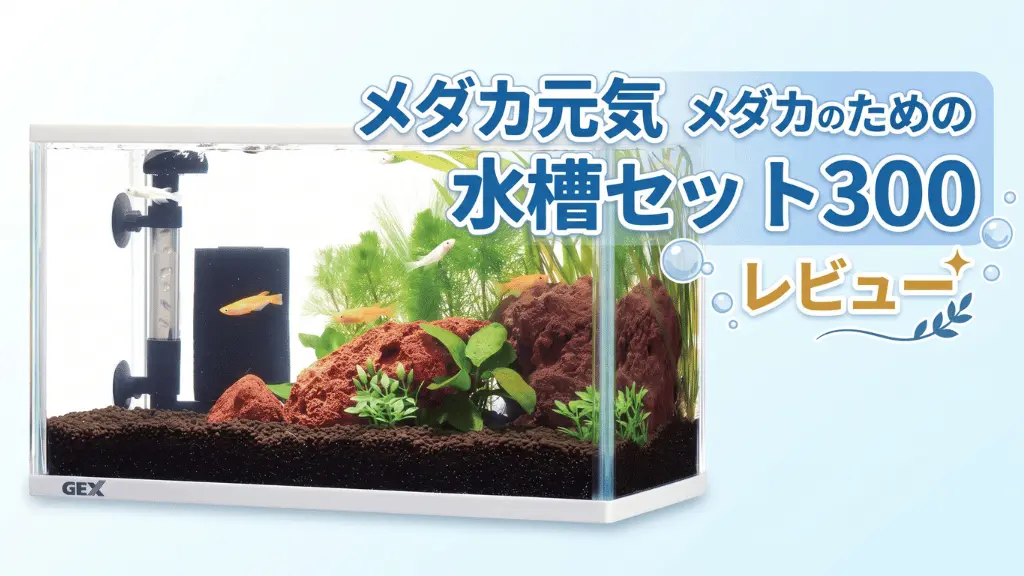 メダカ元気メダカのための水槽セット300レビュー！メリットとデメリットを解説
