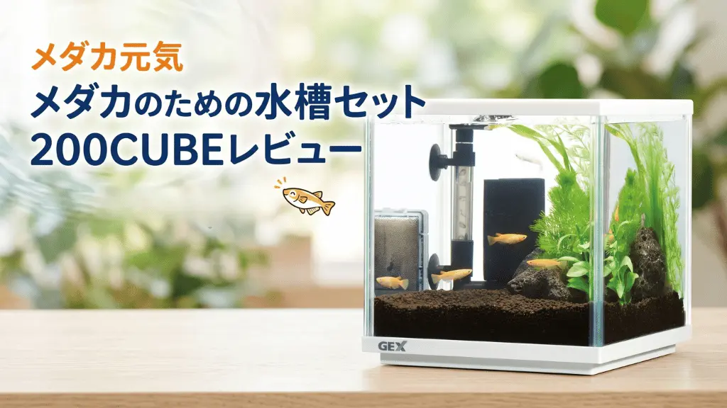 メダカ元気メダカのための水槽セット200CUBEレビュー！メリットとデメリットを解説