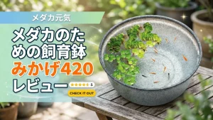 メダカ元気メダカのための飼育鉢みかげ420レビュー！メリットとデメリットを解説