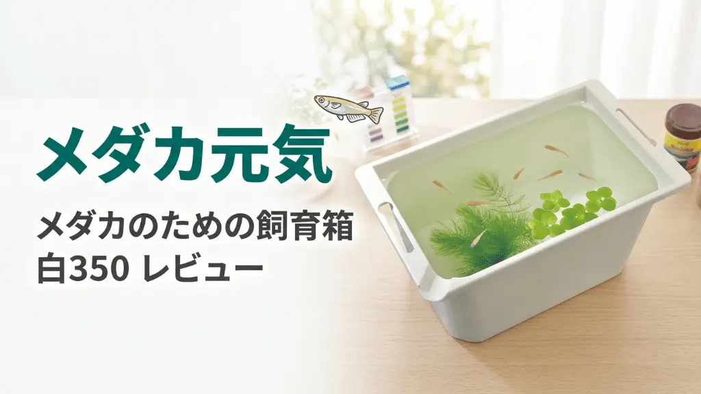 メダカ元気メダカのための飼育箱白350レビュー！メリットとデメリットを解説
