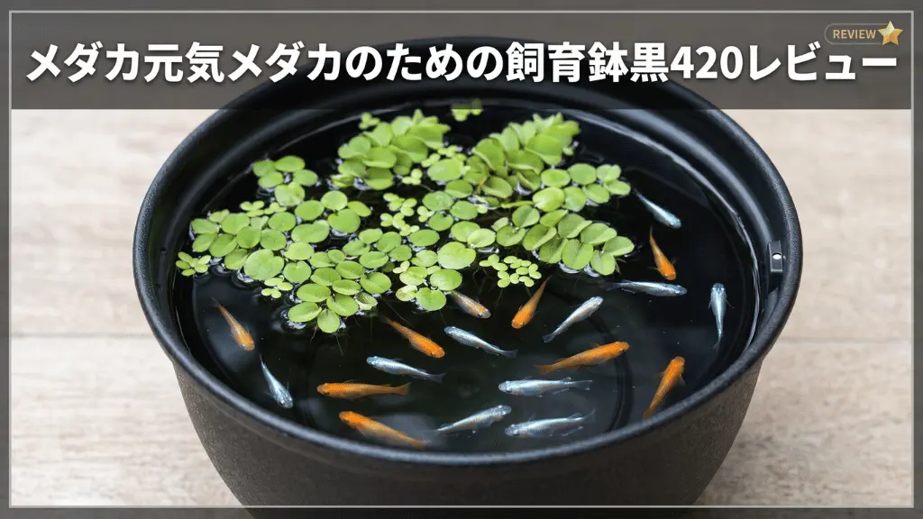 メダカ元気メダカのための飼育鉢黒420レビュー！メリットとデメリットを解説