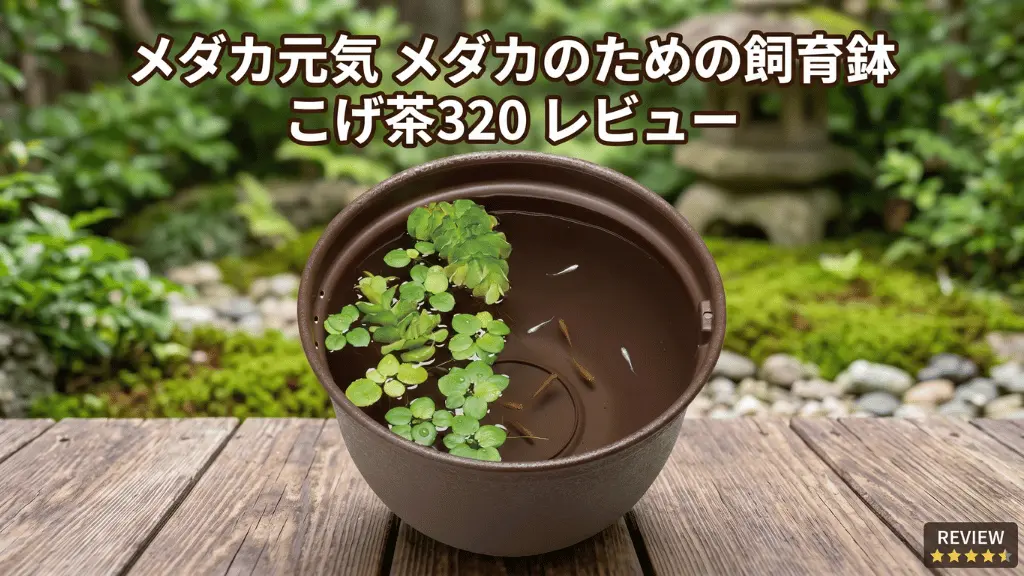 メダカ元気メダカのための飼育鉢こげ茶320レビュー！メリットとデメリットを解説
