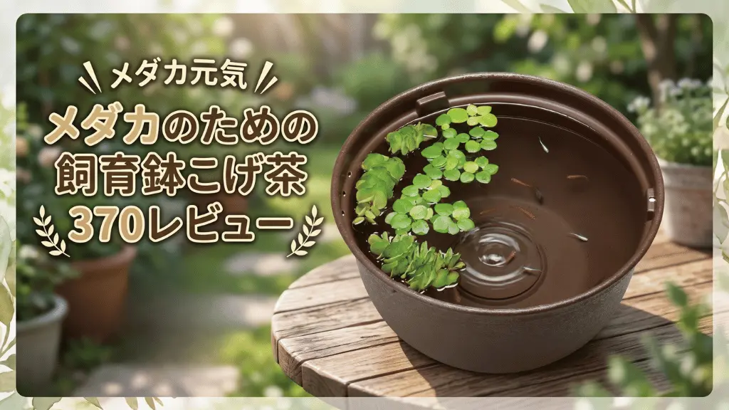 メダカ元気メダカのための飼育鉢こげ茶370レビュー！メリットとデメリットを解説