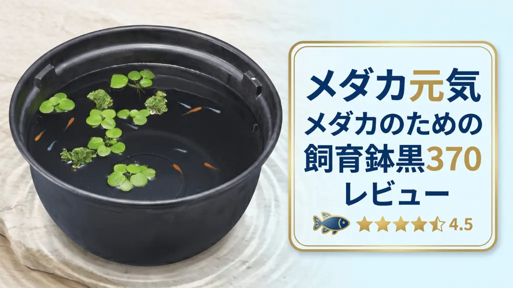 メダカ元気メダカのための飼育鉢黒370レビュー！メリットとデメリットを解説