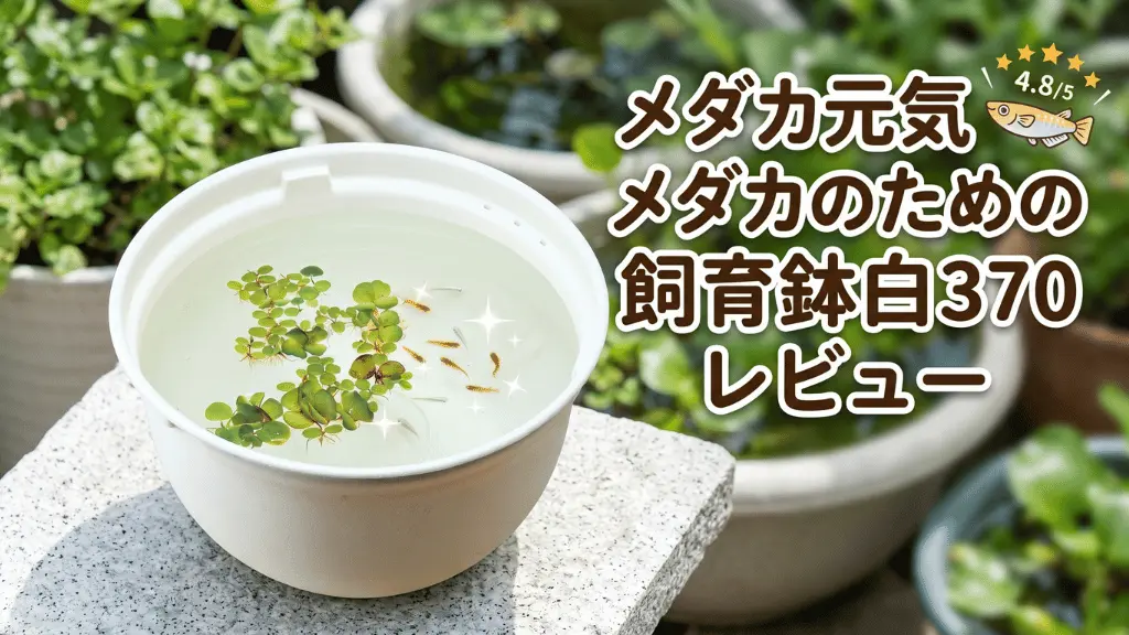 メダカ元気メダカのための飼育鉢白370レビュー！メリットとデメリットを解説