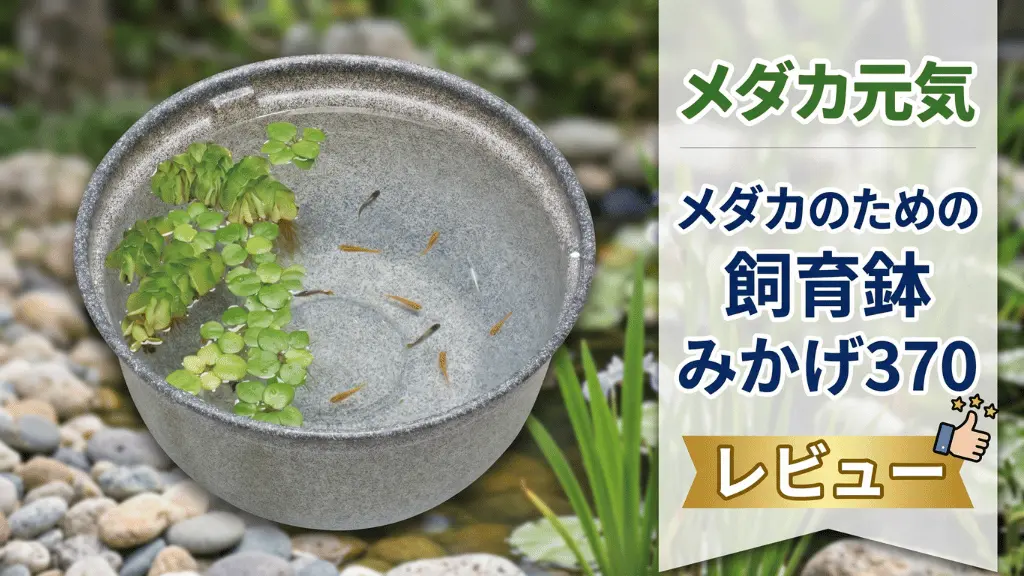 メダカ元気メダカのための飼育鉢みかげ370レビュー！メリットとデメリットを解説