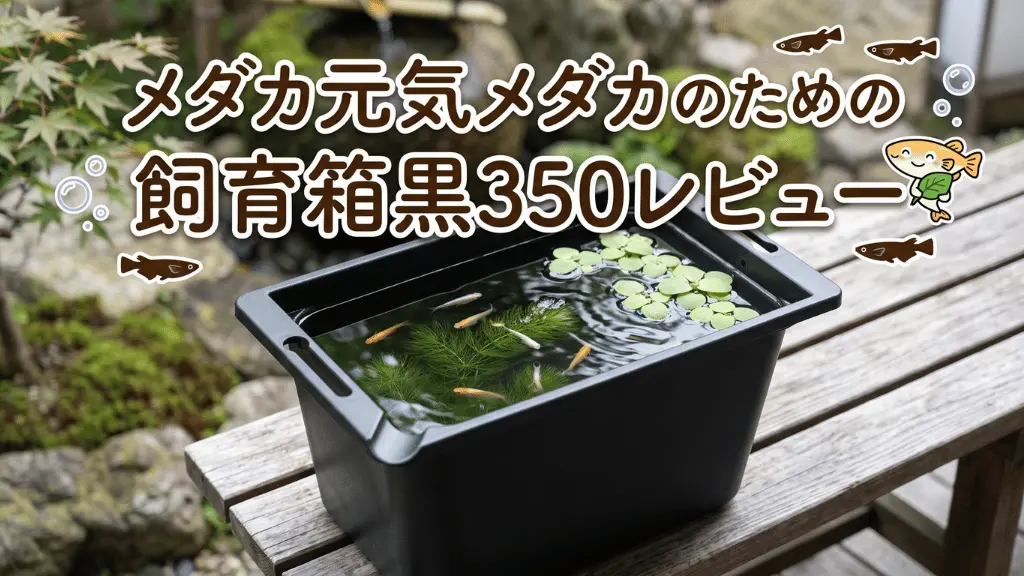 メダカ元気メダカのための飼育箱黒350レビュー！メリットとデメリットを解説