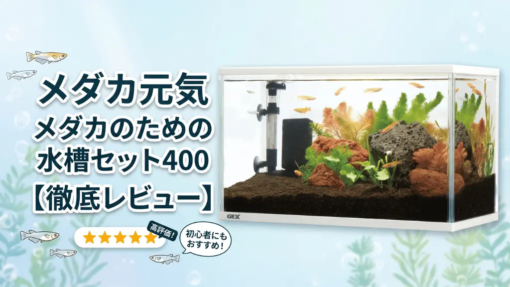 メダカ元気メダカのための水槽セット400レビュー！メリットとデメリットを解説