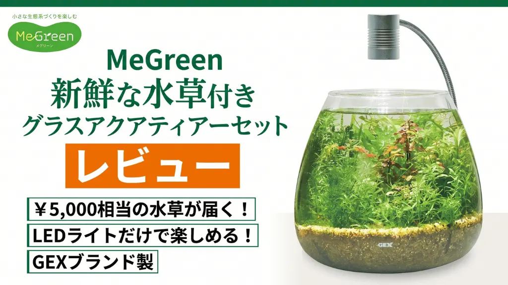 MeGreen新鮮な水草付きグラスアクアティアーセットレビュー！メリットとデメリットを解説