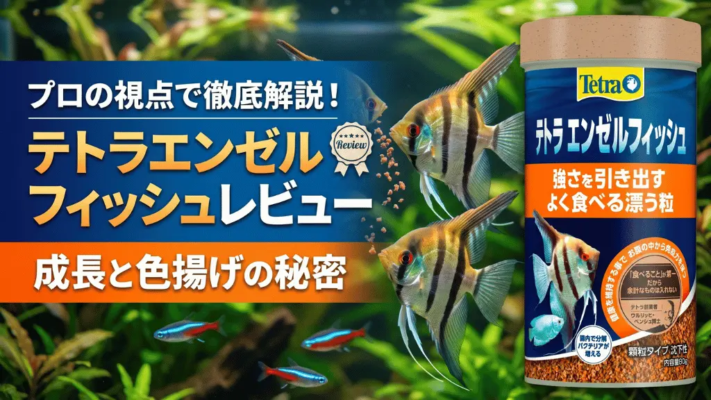 テトラエンゼルフィッシュレビュー！メリットとデメリットを解説