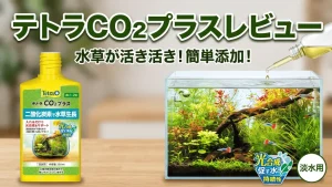 テトラCO2プラスレビュー！メリットとデメリットを解説