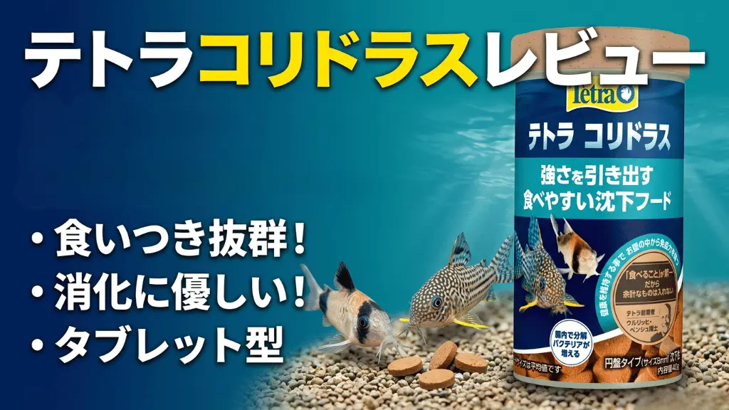 テトラコリドラスレビュー！メリットとデメリットを解説