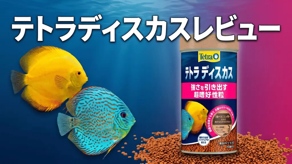 テトラディスカスレビュー！メリットとデメリットを解説