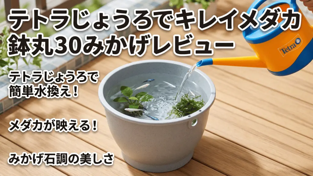 テトラじょうろでキレイメダカ鉢丸30みかげレビュー！メリットとデメリットを解説