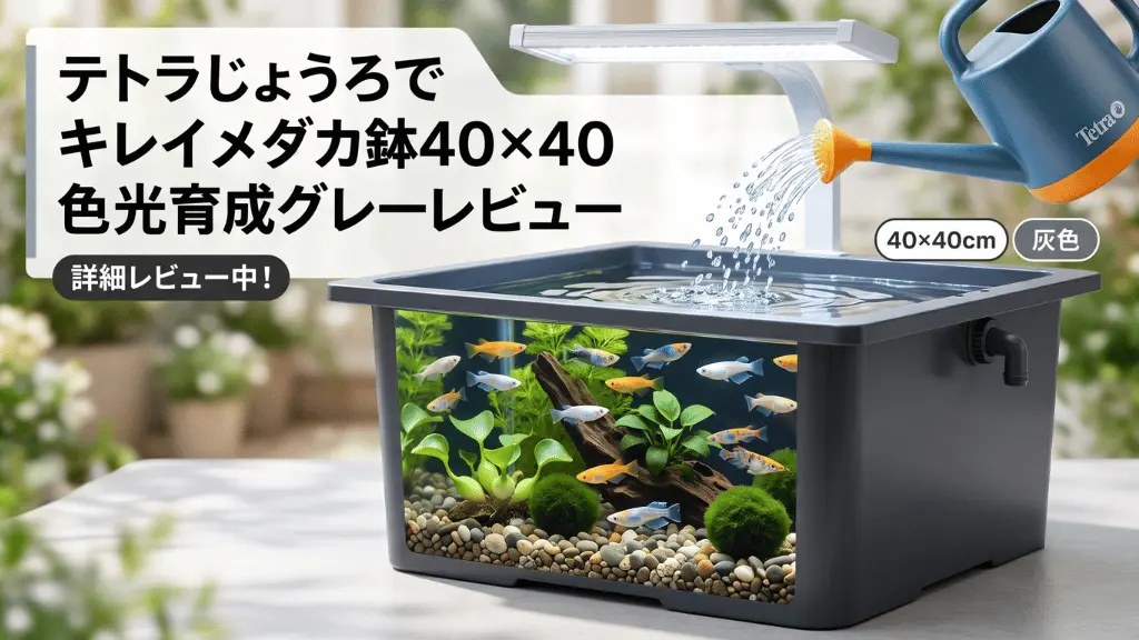 テトラじょうろでキレイメダカ鉢40×40色光育成グレーレビュー！メリットとデメリットを解説