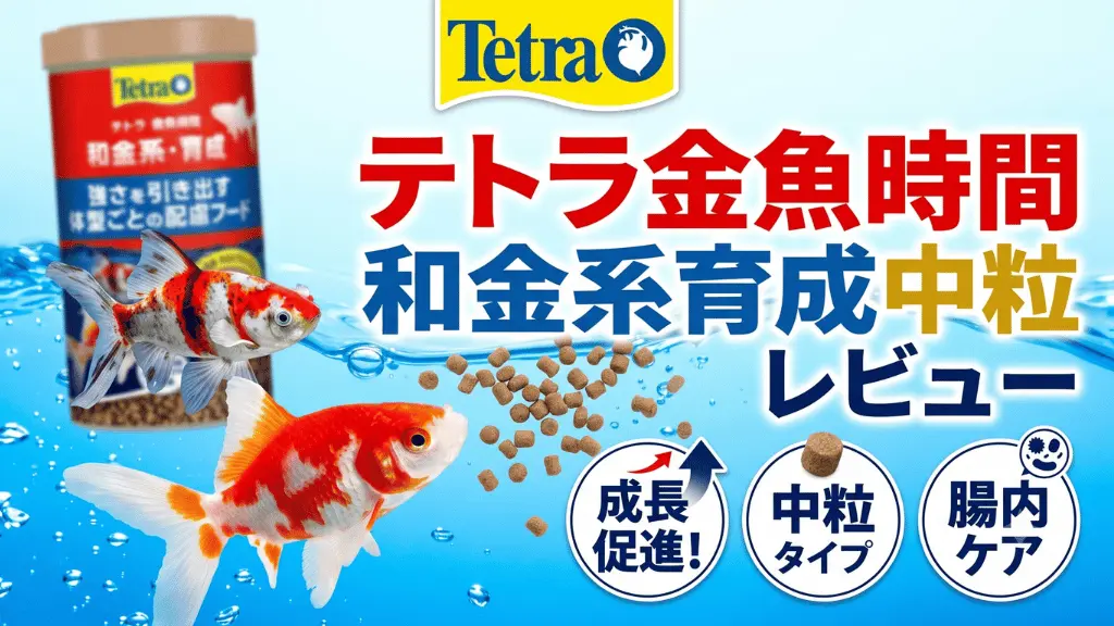 テトラ金魚時間和金系育成中粒レビュー!メリットとデメリットを解説