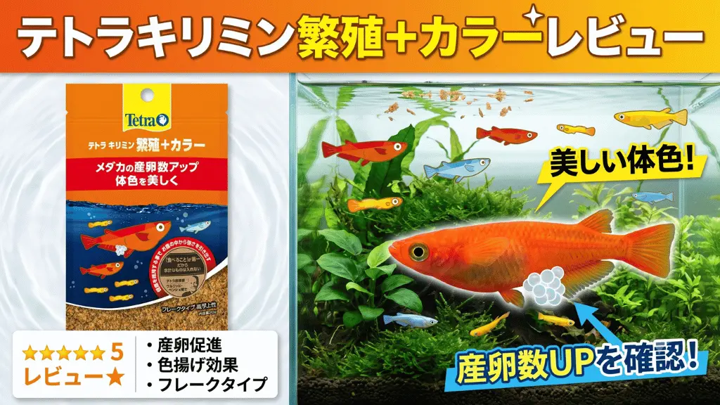 テトラキリミン繁殖＋カラーレビュー！メリットとデメリットを解説