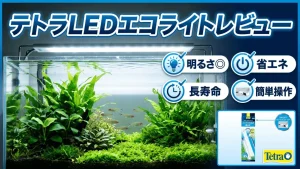 テトラLEDエコライトレビュー！メリットとデメリットを解説