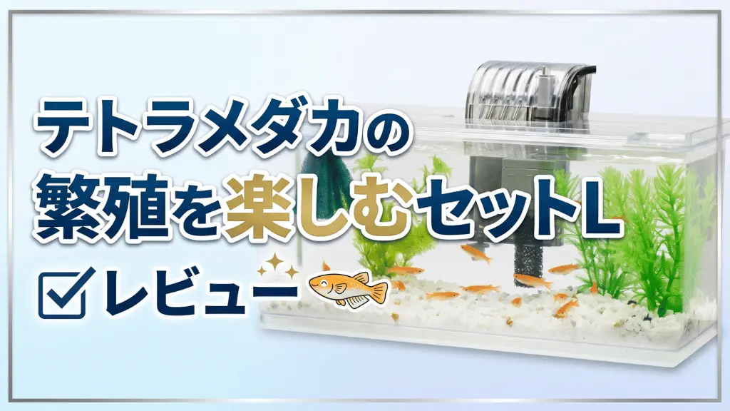 テトラメダカの繁殖を楽しむセットLレビュー！メリットとデメリットを解説