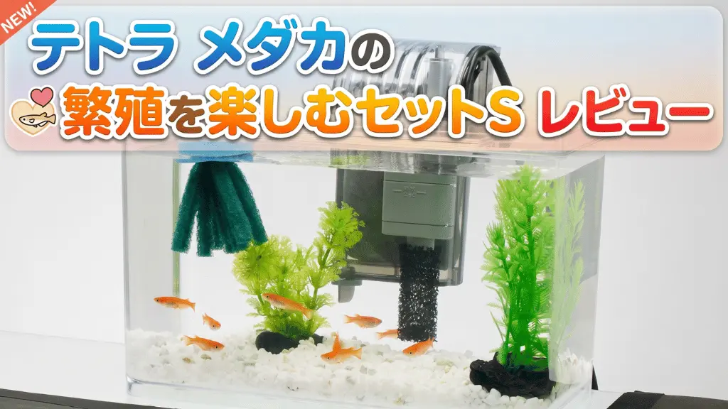 テトラメダカの繁殖を楽しむセットSレビュー！メリットとデメリットを解説