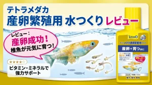 テトラメダカ産卵繁殖用水つくりレビュー！メリットとデメリットを解説