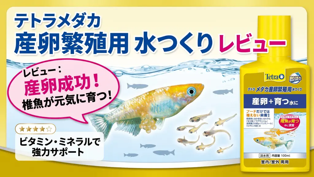 テトラメダカ産卵繁殖用水つくりレビュー！メリットとデメリットを解説
