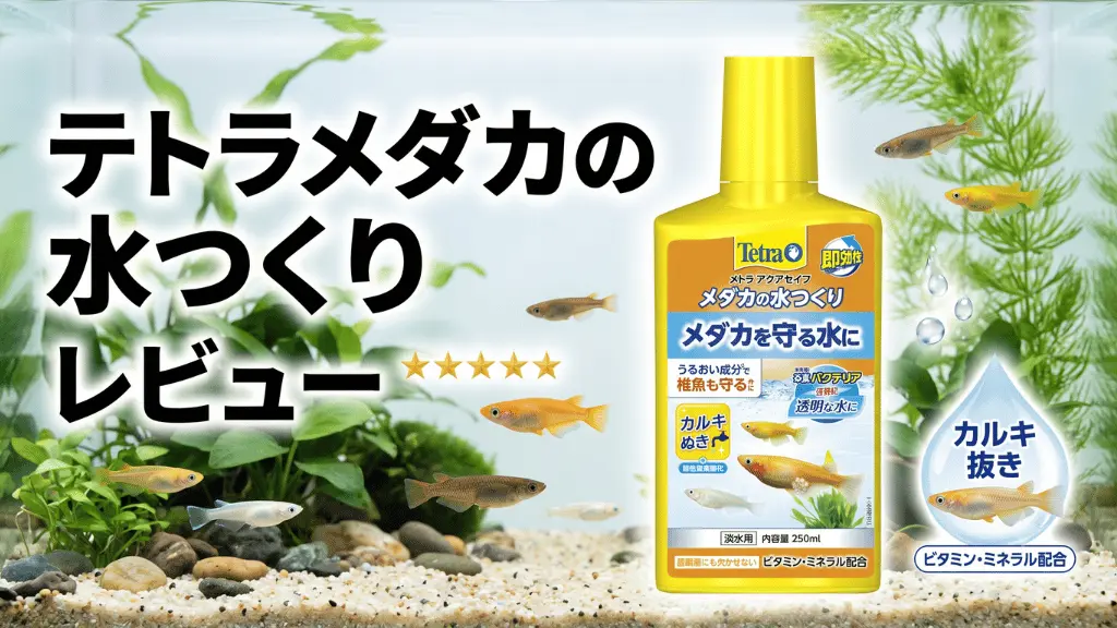 テトラメダカの水つくりレビュー！メリットとデメリットを解説