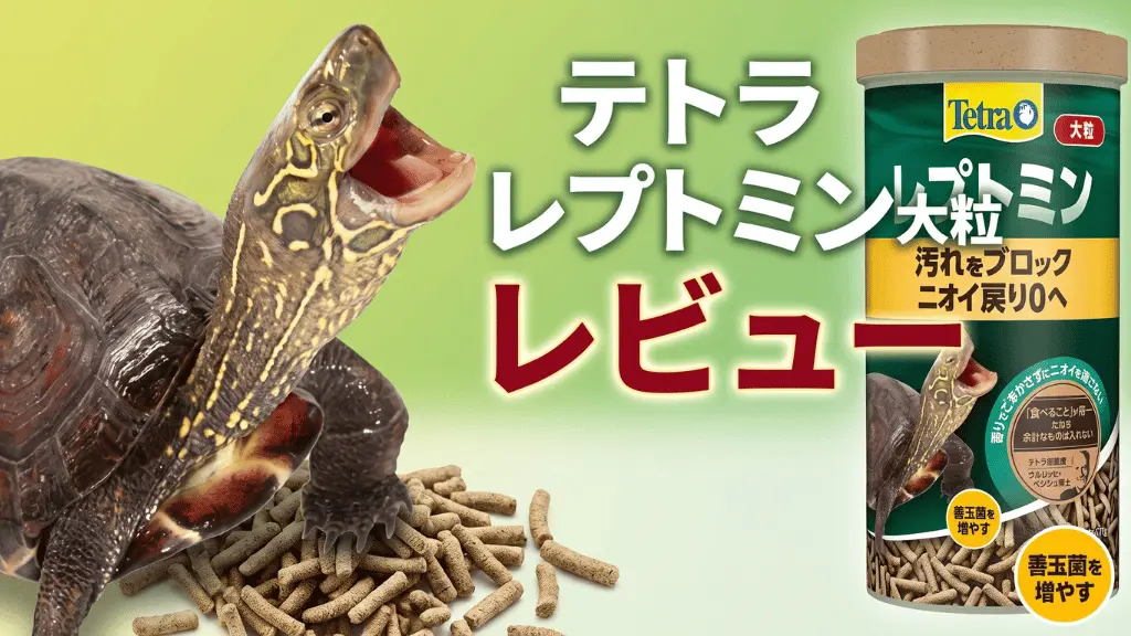 テトラレプトミン大粒レビュー！メリットとデメリットを解説