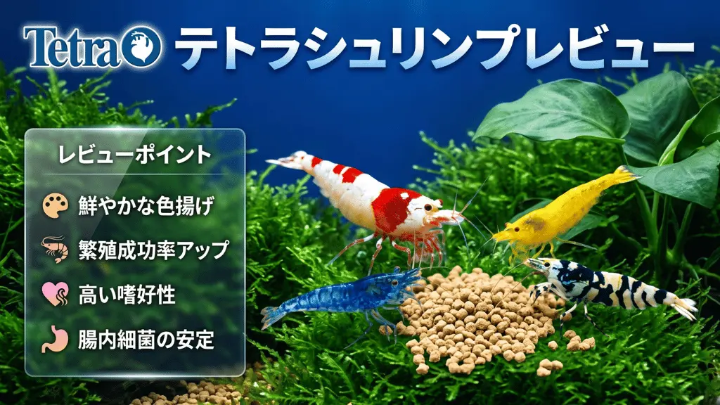 テトラシュリンプレビュー！メリットとデメリットを解説