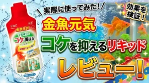 金魚元気コケを抑えるリキッドレビュー！メリットとデメリットを解説