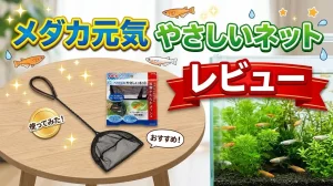 メダカ元気やさしいネットレビュー！メリットとデメリットを解説