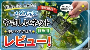 メダカ元気やさしいネット稚魚用レビュー！メリットとデメリットを解説